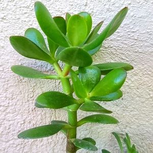 Jade Plant
